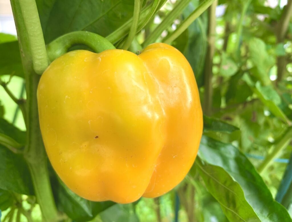 つぼみ モザイク破壊 パプリカの害虫駆除はどうすればいい？効果的な方法と発生原因を徹底解説！ - ハウスケアラボ