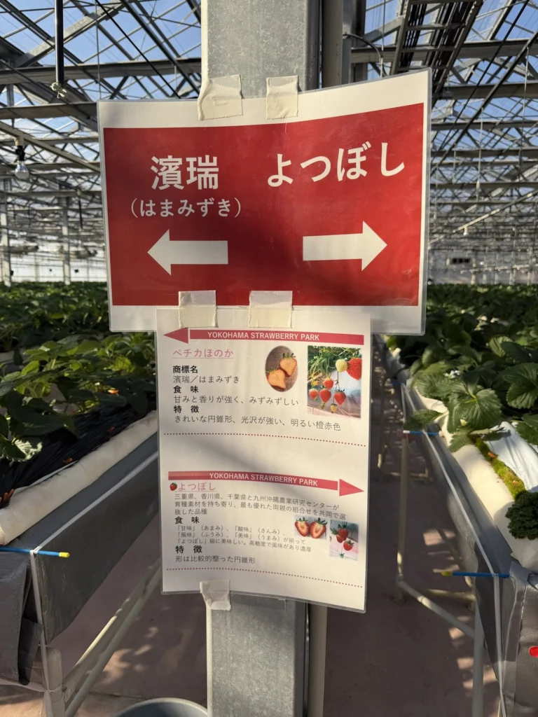 はまみずきとよつぼしの品種説明の看板