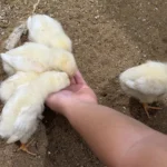 らぶりー・あにもあで子どもの手のまわりに集まるひよこ