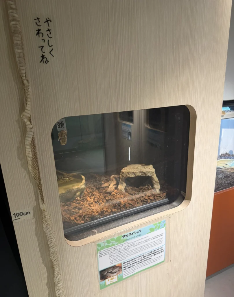 アオダイショウの展示と100cmの抜け殻