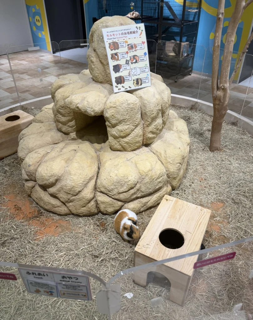 モルモットのお名前紹介の掲示と岩の遊び場