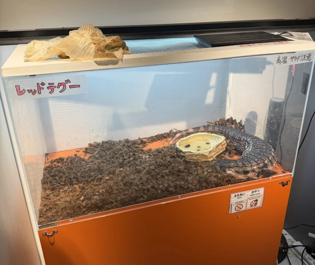 レッドテグーの展示ケース