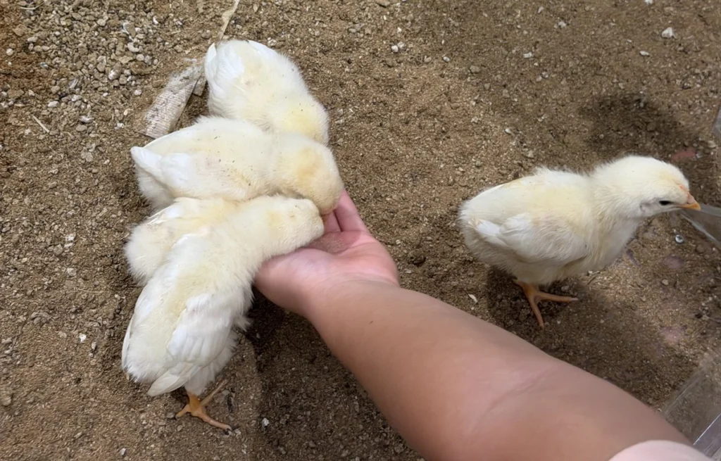 子どもの手のまわりに集まるひよこ