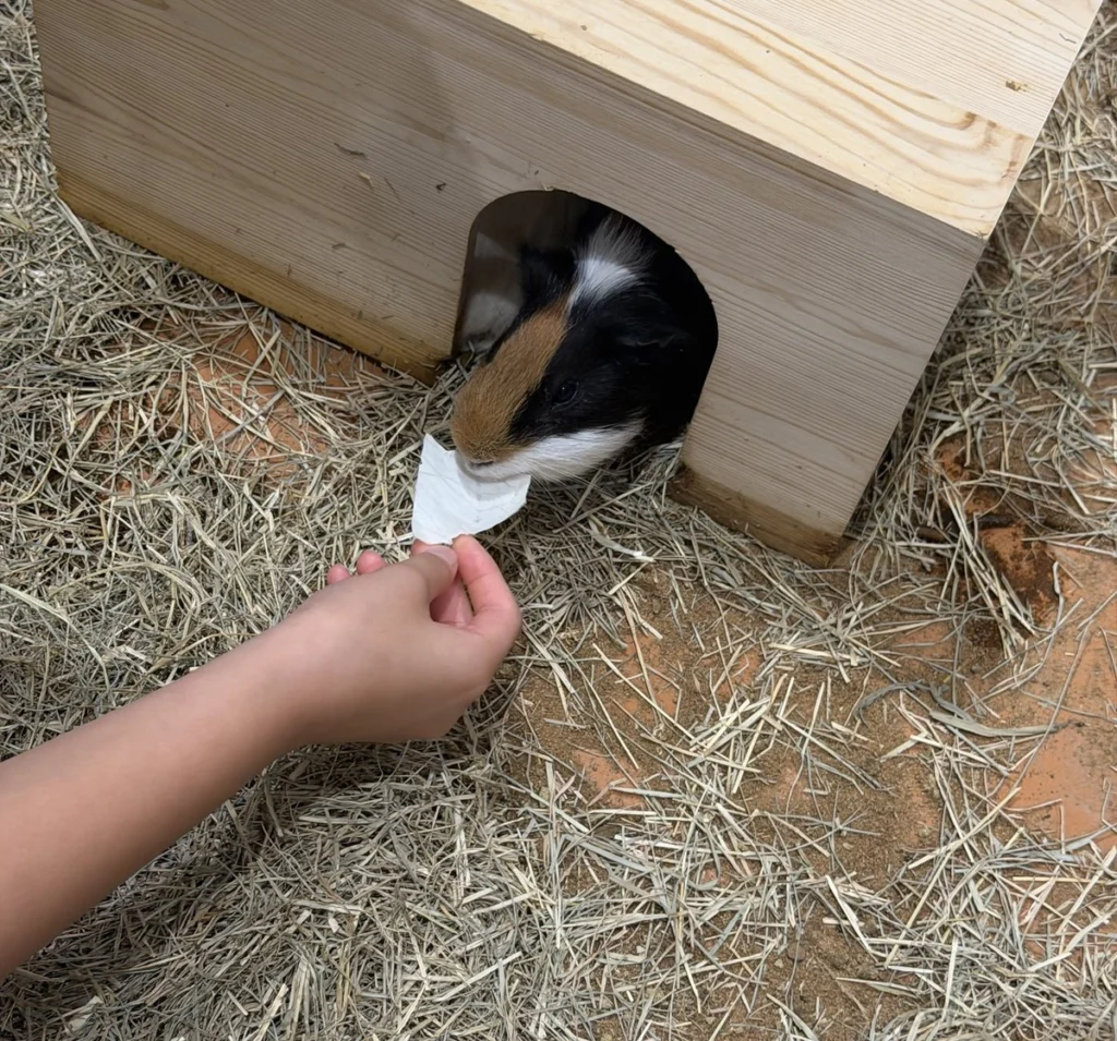巣箱から顔を出して葉っぱを食べるモルモット