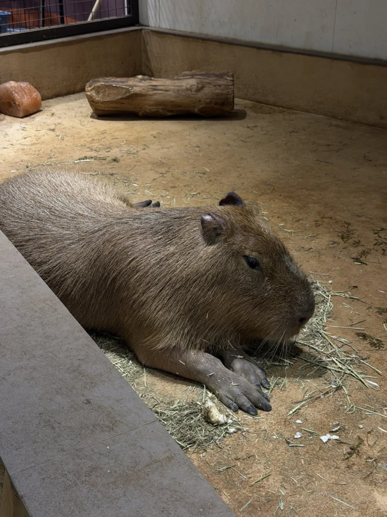 干し草の上で寝そべるカピバラ