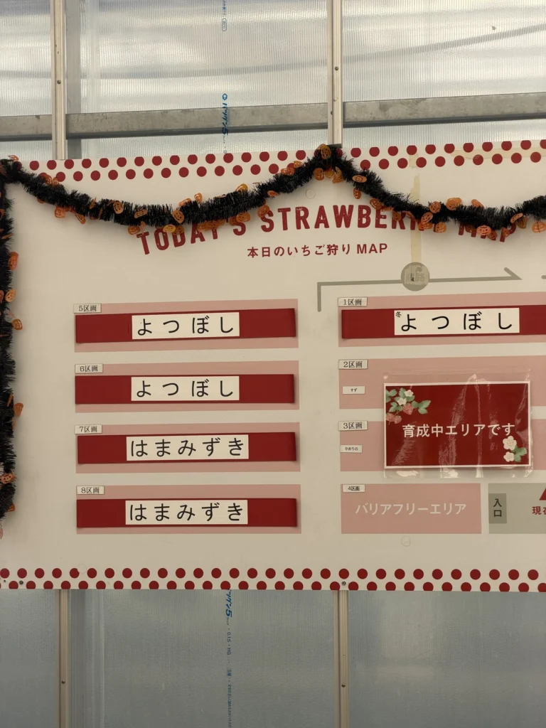 本日のいちご狩りMAP よつぼし・はまみずきの区画