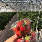 横浜ストロベリーパークのハウスで摘んだいちごのカップ2つ